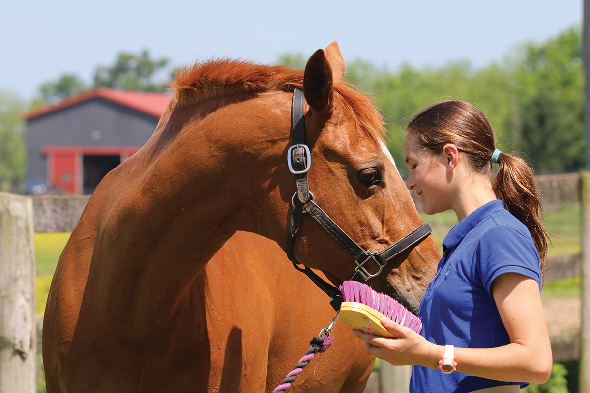 Why Grooming Your Horse Is Important