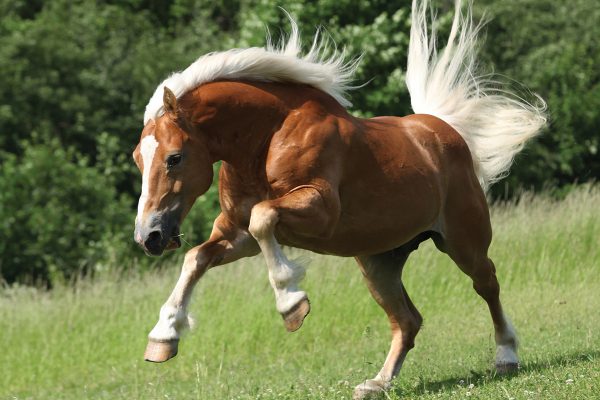 Meet the Haflinger