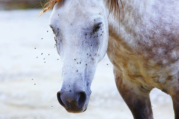 Fly Control for Your Horse