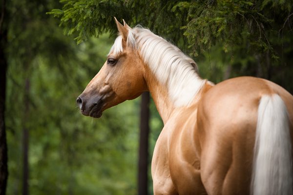 Make Your Horse's Coat Shine