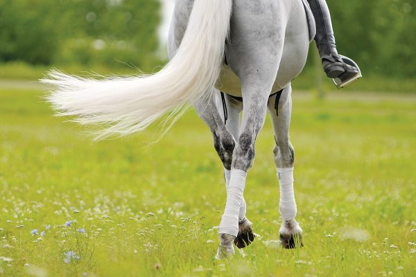 How to Groom Your Horse's Tail