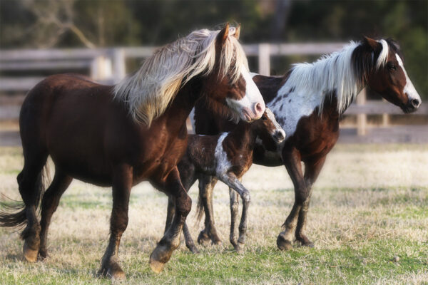 Chincoteague Ponies in the Fall