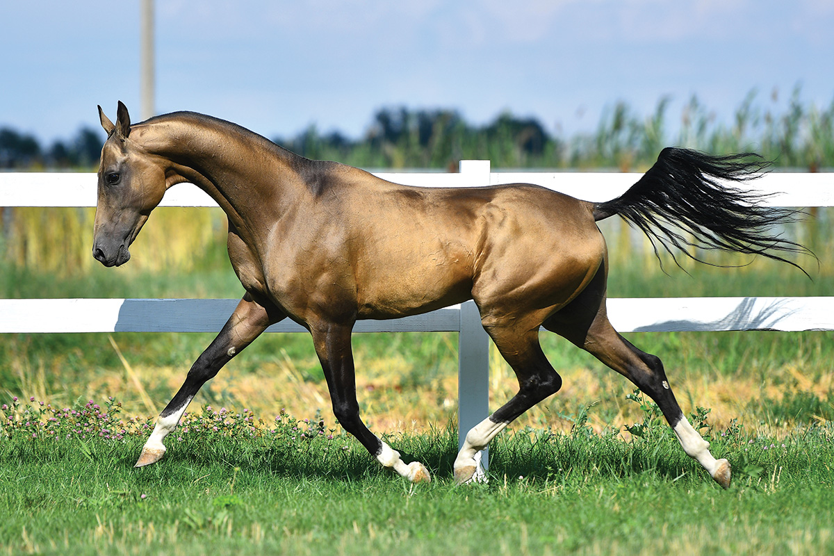 The Ancient Breed of the Akhal-Teke