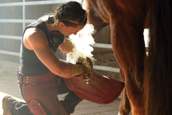 Horse Career: Farrier