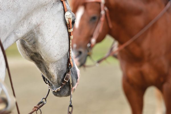 How to Tack Up for Western Riding