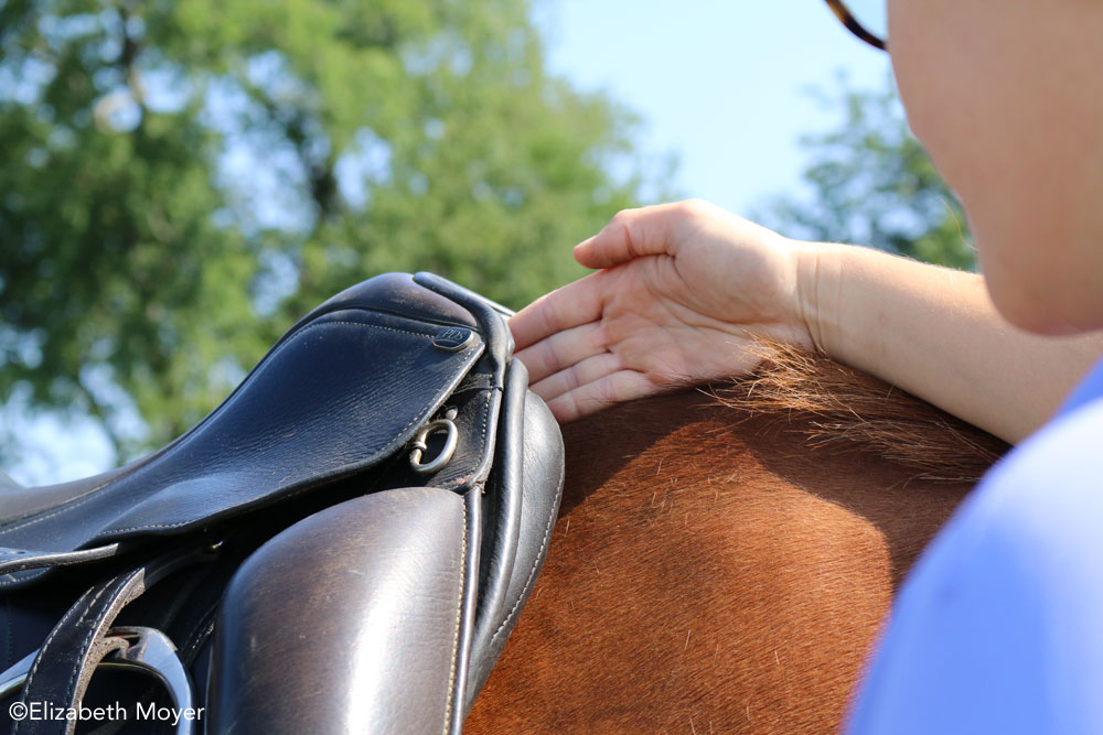 English saddle too narrow for the horse