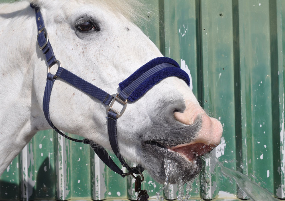 Horse drinking water