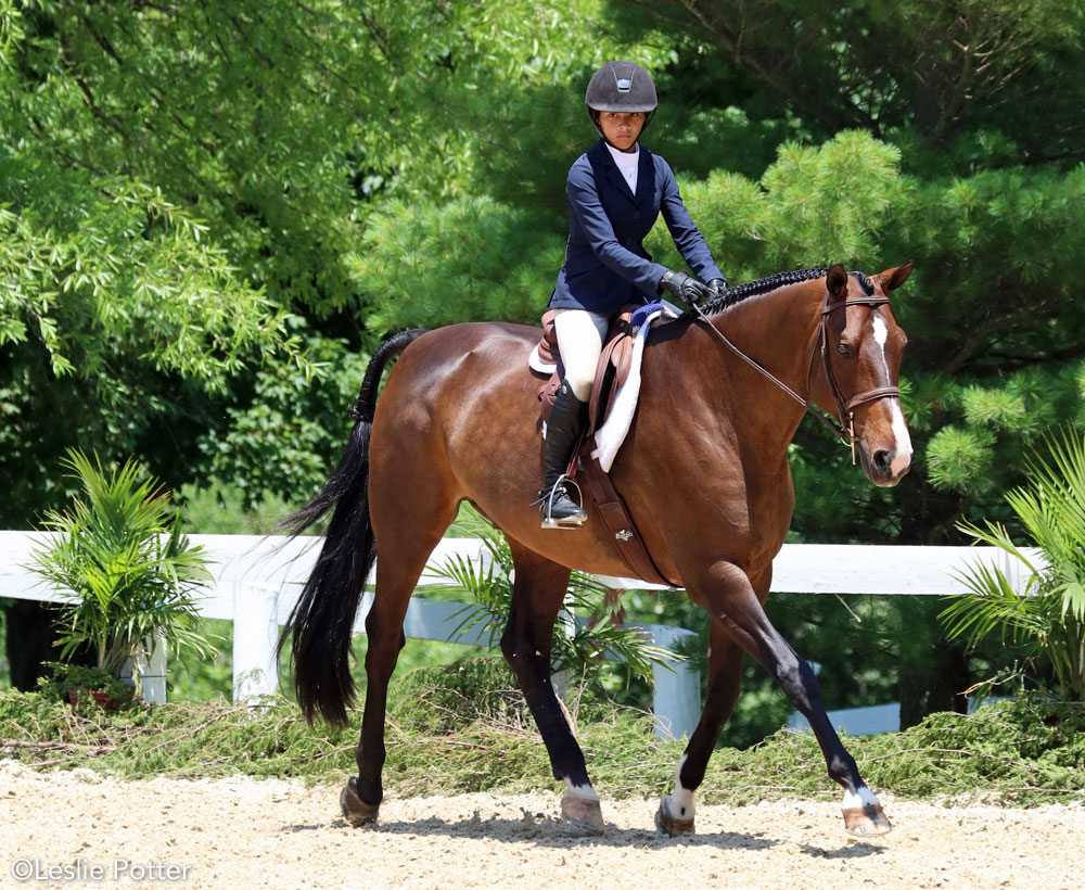 Hunt seat equitation trot