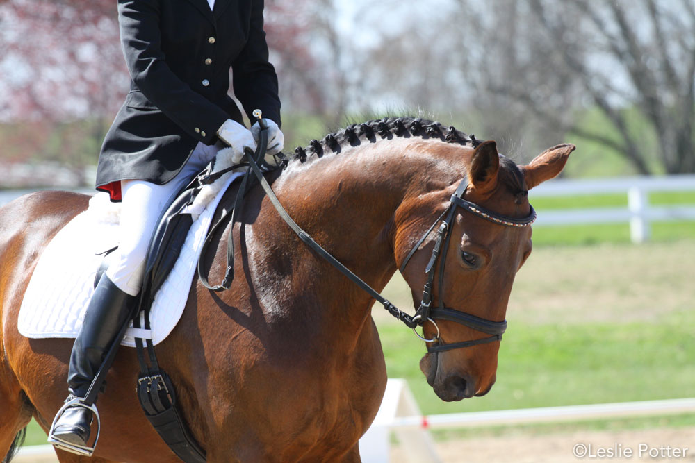 Closeup of a dressage horse in a flash bridle