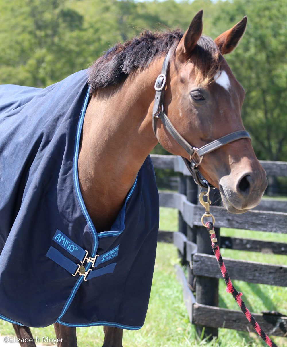 Horse in a blanket that is too big.