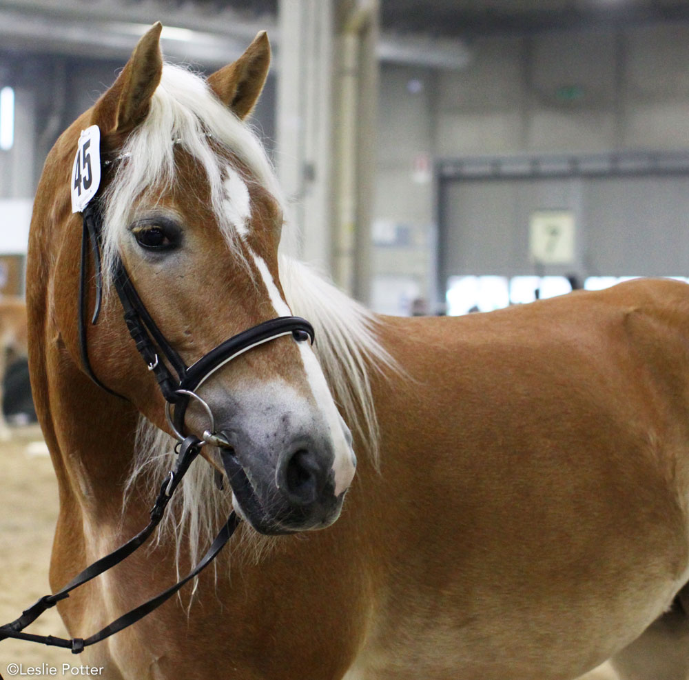 Haflinger horse being shown in-hand