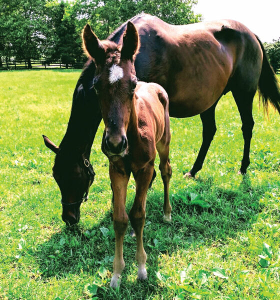 Foal Patrol