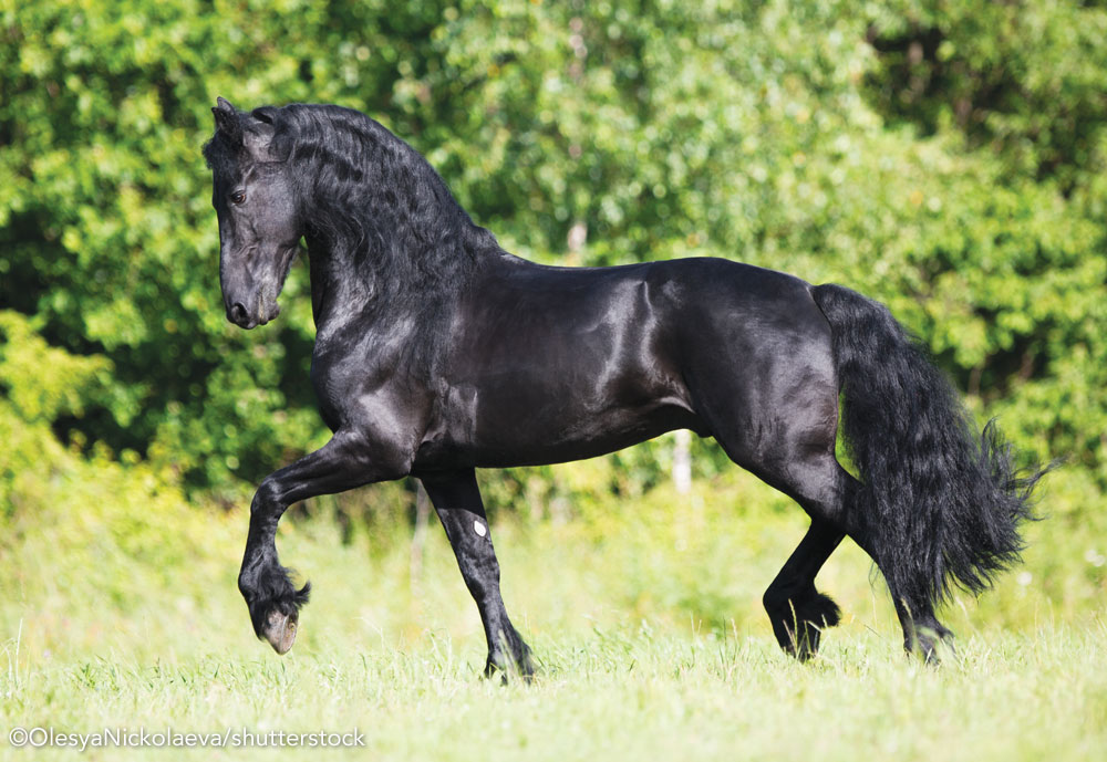 Breed Spotlight: Fabulous Friesians