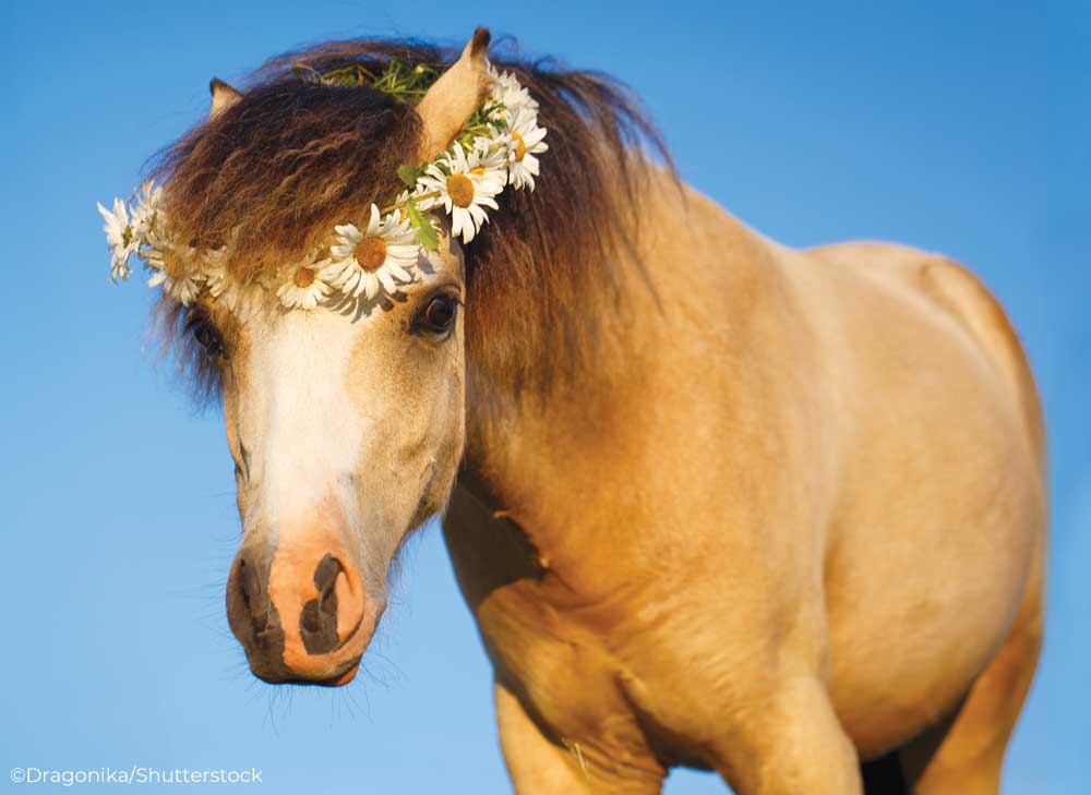 Pony wearing a crown of daisies