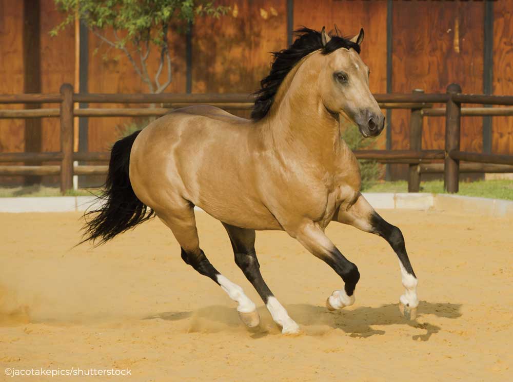 Buckskin horse cantering in a dirt corral