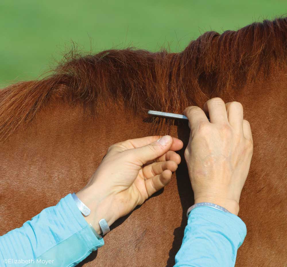 Pulling a horse's mane