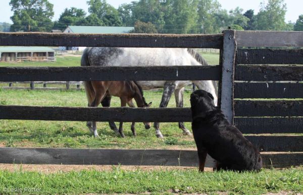 6 Tips for Caring for Barn Pets