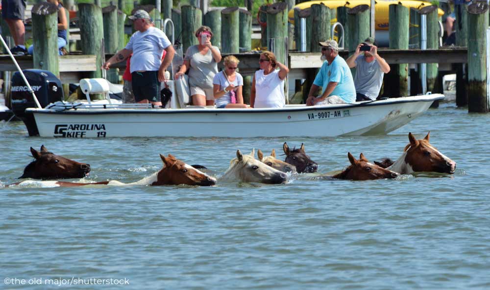 The Chincoteague Pony swim