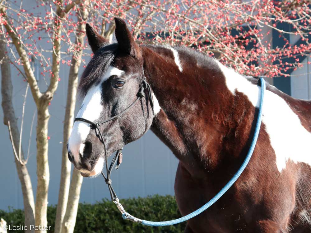 Oliver the Kentucky Horse Park Mounted Patrol horse.