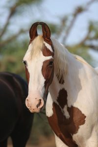 Meet the Marwari Horse