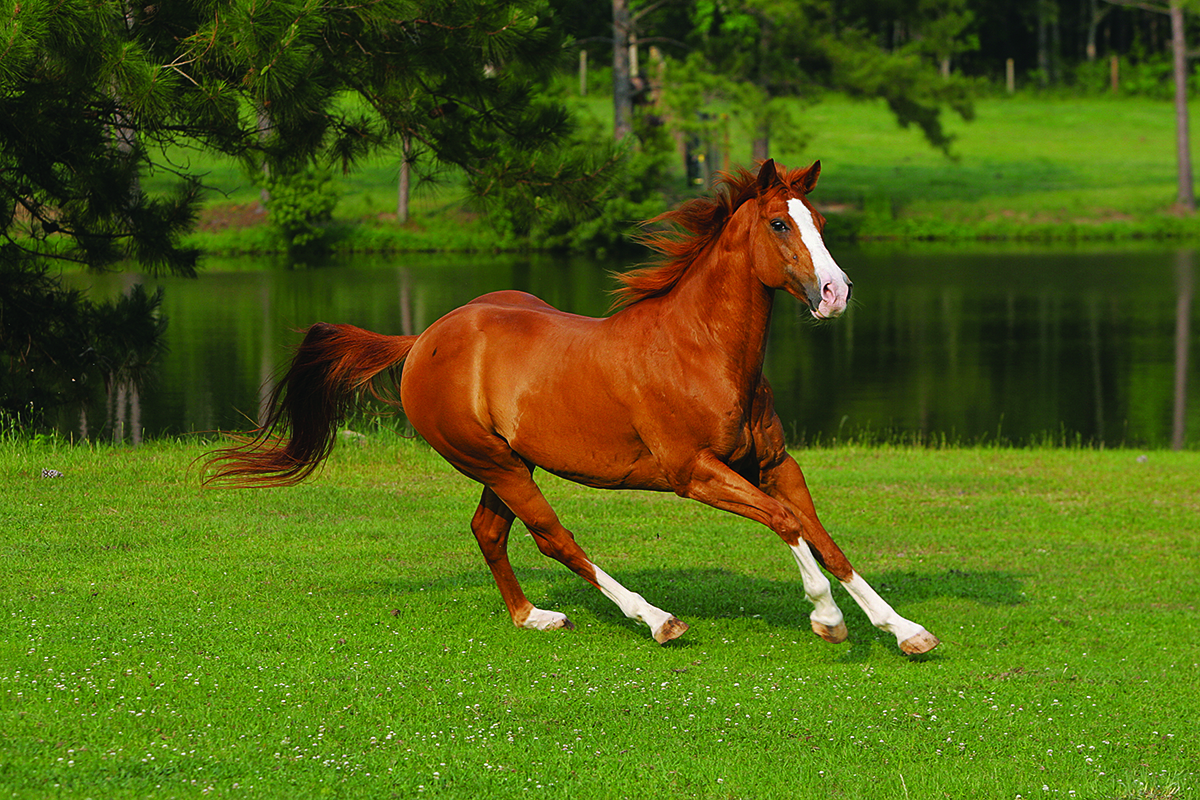 The American Quarter Horse