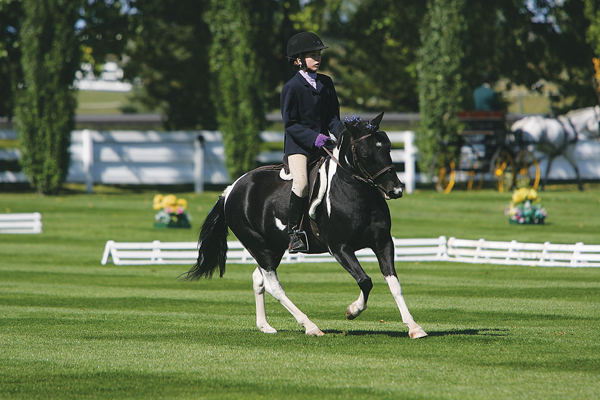 Breed Spotlight: Shetland Pony