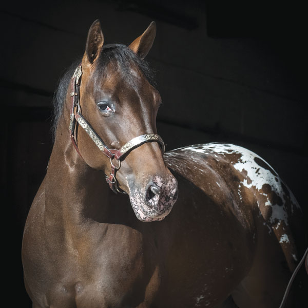 Appaloosa horse close up.