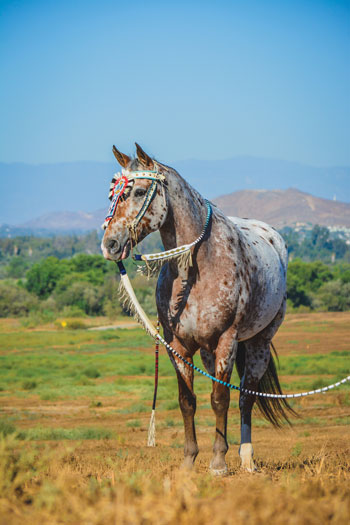 Appaloosa with Native American garb.