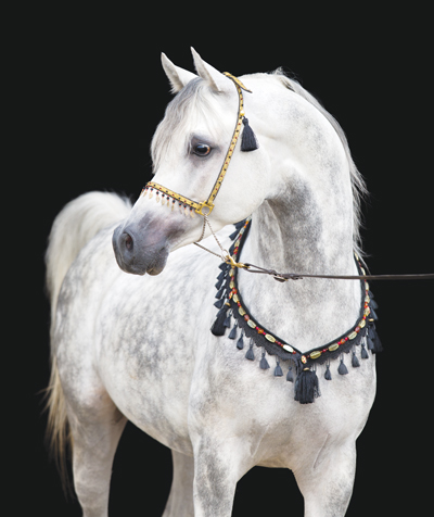 Breed Spotlight: Arabian Horse