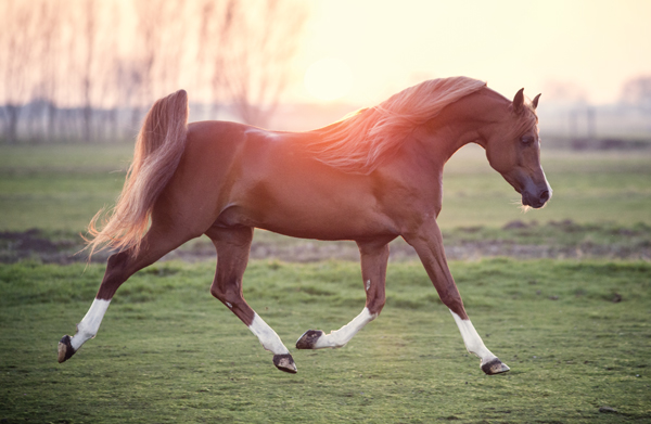 Arabian Horse