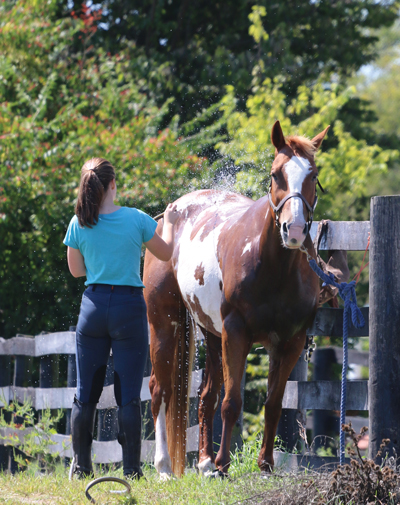 How to Bathe a Horse