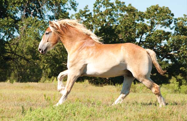 Draft Horse Breeds