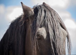 Horse Ears Positioned in a Turned Back Position