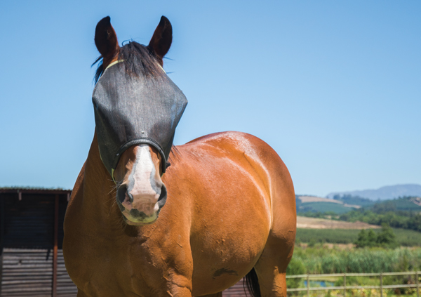 Fighting Flies For Your Horse