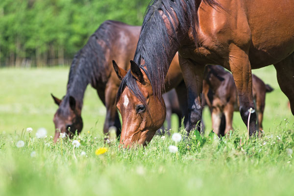 Rules to Feed a Horse By