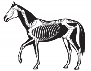 Horse Skeleton