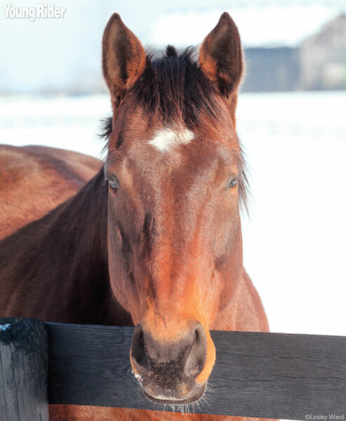 Horse in winter